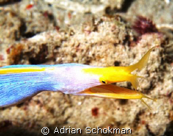 My 1st Ribbon Eel taken Below Sea Venture Mabul. Olympus ... by Adrian Schokman 